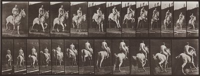 Animal Locomotion, Plate 646 by Eadweard Muybridge